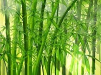 竹浆本色纸未来发展趋势显著