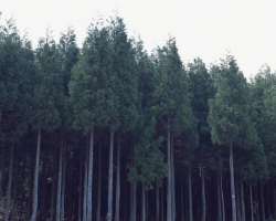 林纸一体化迫在眉睫