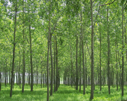 造纸所用的植物纤维的种类
