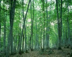 木浆价格未来或创新高