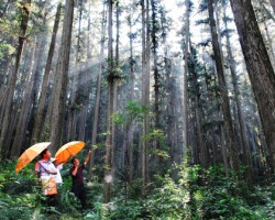 江西1.93亿亩森林参加政策性保险