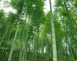 竹桨纸的发展前景