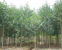 可回收的一次性纸杯