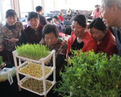 震惊！！纸上种菜走进百姓生活！