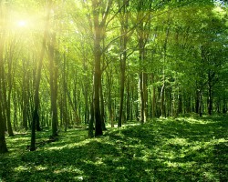 国家林业局就青岛第九次森林资源清查作出指导工作