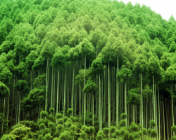 四川省提前完成年度营造林任务