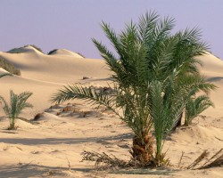 厉害了，捐十个纸箱可领一棵树