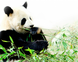 山丘竹纸京东众筹1008万 创中国纸巾众筹高纪录