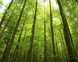 打造新增长极　贵州林业产业发力