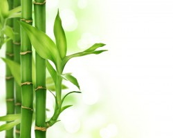 四川省人民政府办公厅  关于推进竹产业转型发展的意见