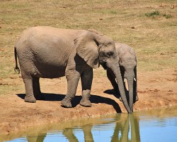继熊猫粪便纸之后，又出了大象粪便纸