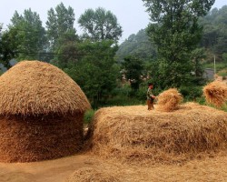 卫生纸的生产原料有哪些
