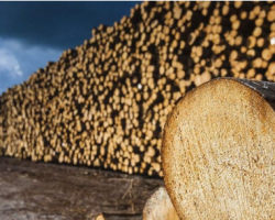 沙比利市场行情回落 北美原产地木材价格下滑