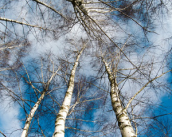 2019年三季度全球针叶木贸易放缓