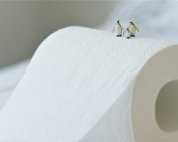 芬林生活用纸和芬林纸板分获EcoVadis可持续发展高评级