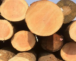 上半年中国软木原木材进口量达1750万立方米