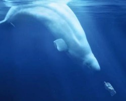 2020年上半年中国生活用纸进出口贸易市场发展现状分析 出口量出口额双双增长