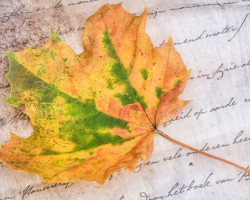 贵州省林业建设成效显著