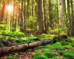 山西2020年度31个林木品种通过审定