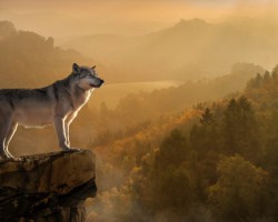 天风证券：生活用纸价格伴随浆价提升 龙头企业或持续受益